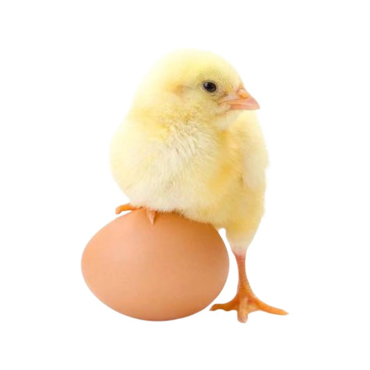 Pollitos Blancos Fertilizantes Superiores