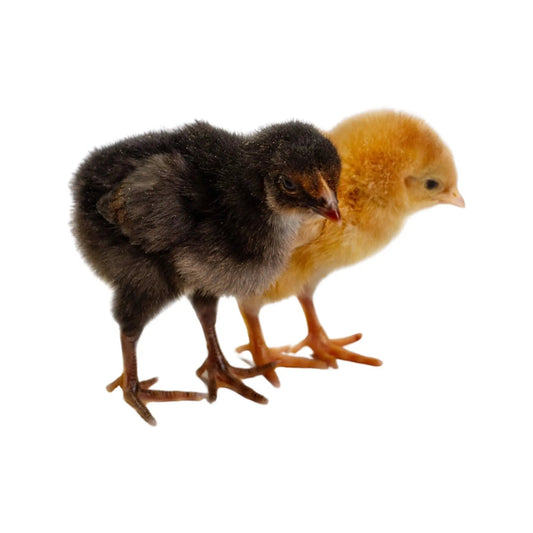 Pollitos De Colores Fertilizantes Superiores