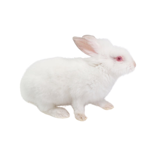 Conejos Fertilizantes Superiores