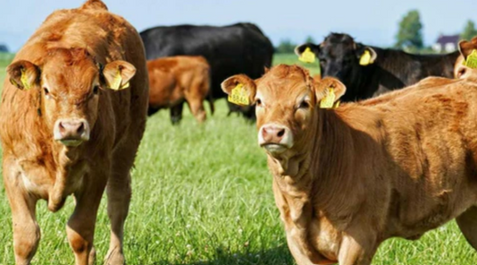 Alltech analizó el futuro de la ganadería: el consumidor, la inversión en comunicaciones, genética y nutrición, los ejes a trabajar Fertilizantes Superiores
