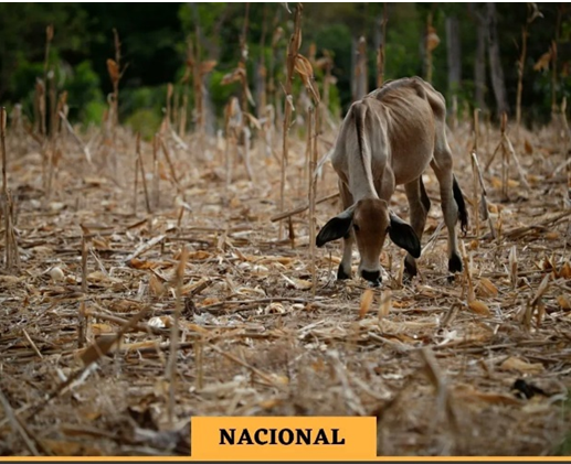 Panamá declara Estado de Emergencia Ambiental en todo el país debido a sequía prolongada.