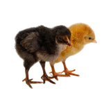 Pollitos De Colores Fertilizantes Superiores